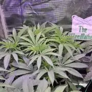 💙 Bubble's Blueberry F4