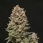 🍦🐰 Ice Cream Haze