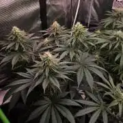Slurricane #7 S1