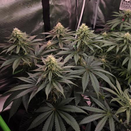 Slurricane #7 S1