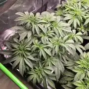 White Truffle 🍄‍