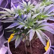 White Truffle 🍄‍