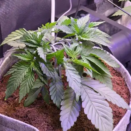 Slurricane #7 S1