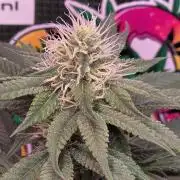 💙 Bubble's Blueberry F4