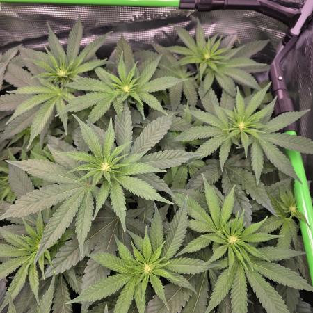 Straw Limez 🍓🍋‍