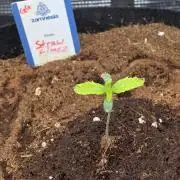 Straw Limez 🍓🍋