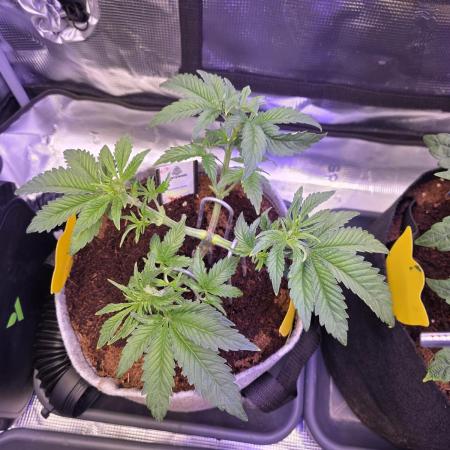 🐝🍯 Nectar Drip  #573