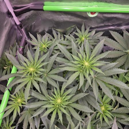 🐝🍯 Nectar Drip  #573