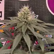 💙 Bubble's Blueberry F4