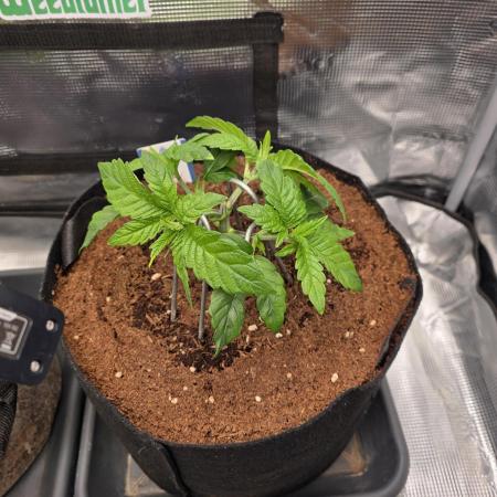 Straw Limez 🍓🍋‍