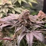 Omakase 🍣
