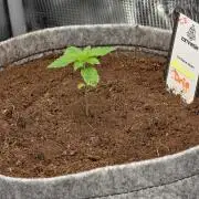 🐝🍯 Nectar Drip  #573