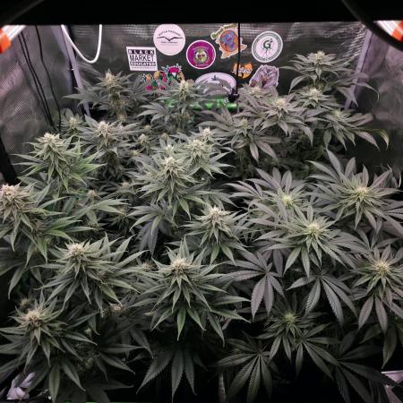 🎶💚 Tical METHOD MAC ✨️👽🍪