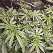 White Truffle 🍄‍