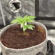 🐝🍯 Nectar Drip  #573