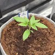 White Truffle 🍄‍