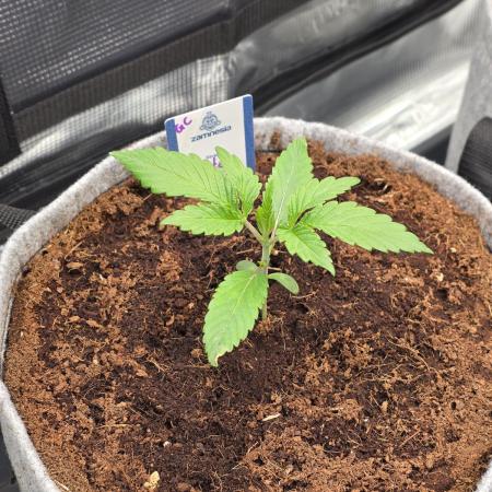 White Truffle 🍄‍