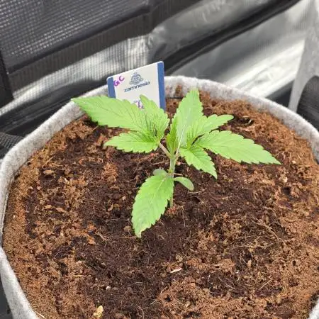 White Truffle 🍄‍