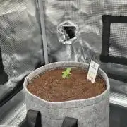 Nectar Drip 🐝🍯 #573