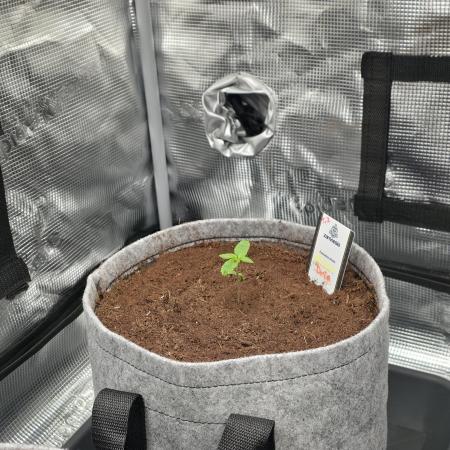 Nectar Drip 🐝🍯 #573