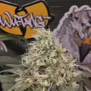 💙 Bubble's Blueberry F4