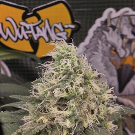 💙 Bubble's Blueberry F4