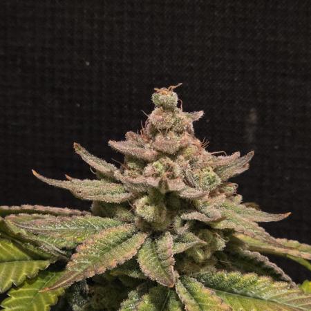 Straw Limez 🍓🍋‍
