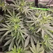 White Truffle 🍄‍