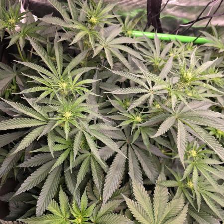 White Truffle 🍄‍