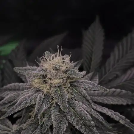 Straw Limez 🍓🍋‍