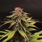🌀🌈Mental Rainbow F1 Fast