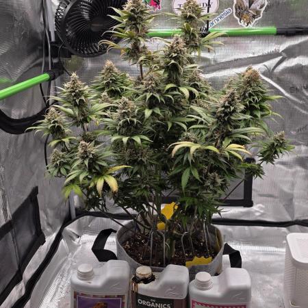 🍯🐝Honey Cream Fastflower