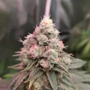 🍭Slurricane #7 S1