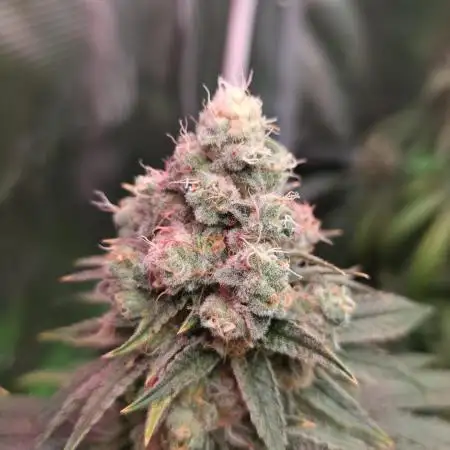 🍭Slurricane #7 S1
