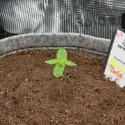 Nectar Drip 🐝🍯 #573