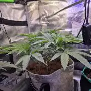 💙 Bubble's Blueberry F4