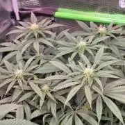 💙 Bubble's Blueberry F4
