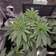 🐝🍯 Nectar Drip  #573