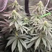 Slurricane #7 S1