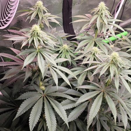 Slurricane #7 S1