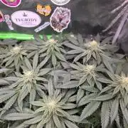 Straw Limez 🍓🍋‍