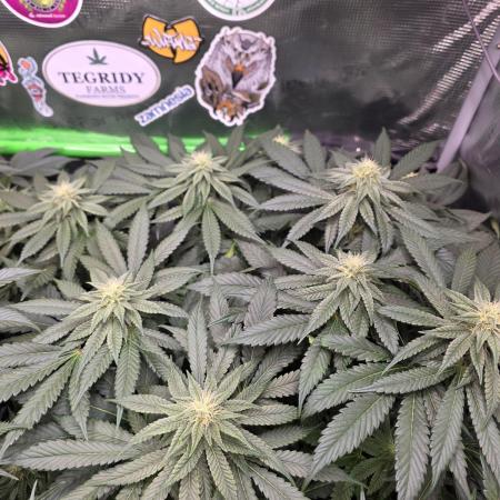 Straw Limez 🍓🍋‍