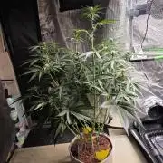 White Truffle 🍄‍