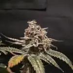 🎶💚 Tical METHOD MAC ✨️👽🍪