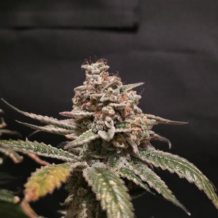 🎶💚 Tical METHOD MAC ✨️👽🍪