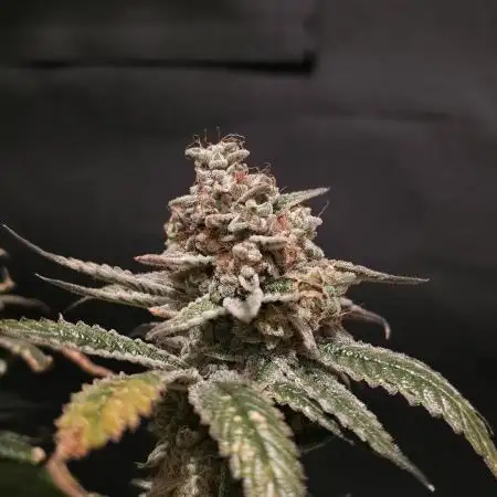 🎶💚 Tical METHOD MAC ✨️👽🍪