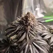 🐝🍯 Nectar Drip  #573/750