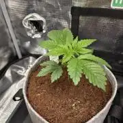 🐝🍯 Nectar Drip  #573