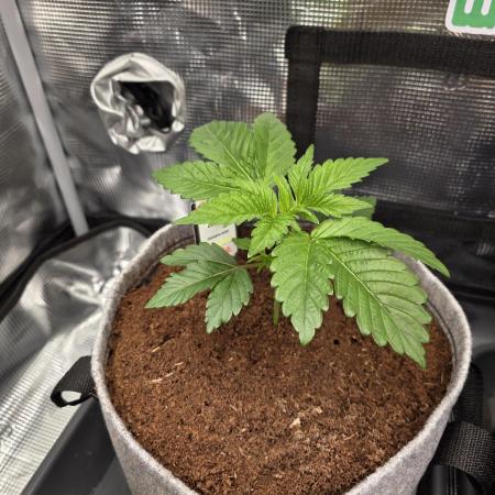 🐝🍯 Nectar Drip  #573