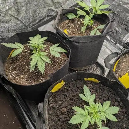 Special Queen Auto by RQS